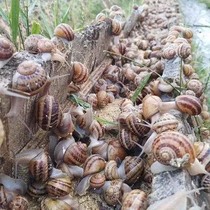 escargots en liberté