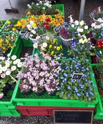 fleurs de nos grands meres