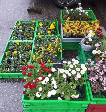 fleurs de nos grands meres