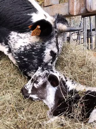 naissance vosgienne ferme des calys